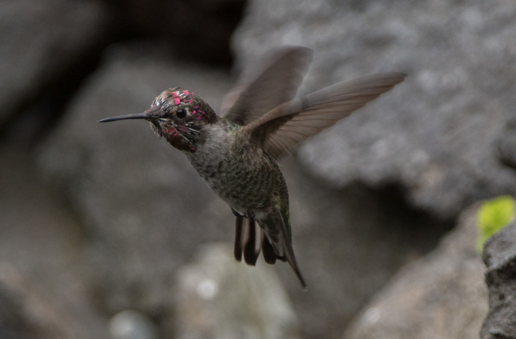 Hummingbird, Anna's 20160905-07