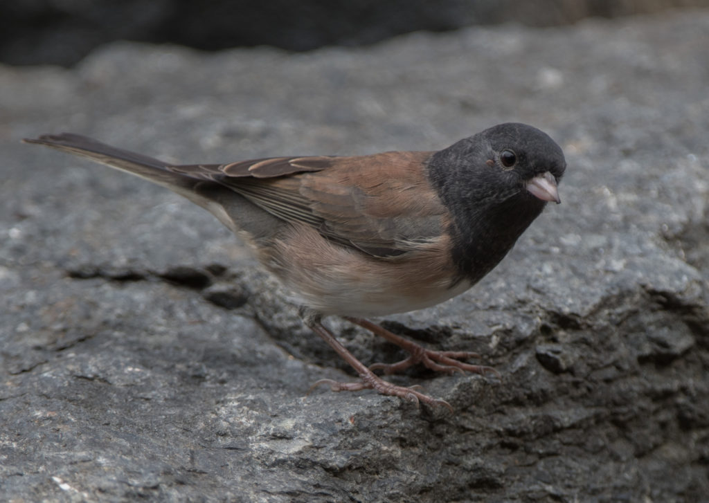 junco-dark-eyed-oregon-20160910-01