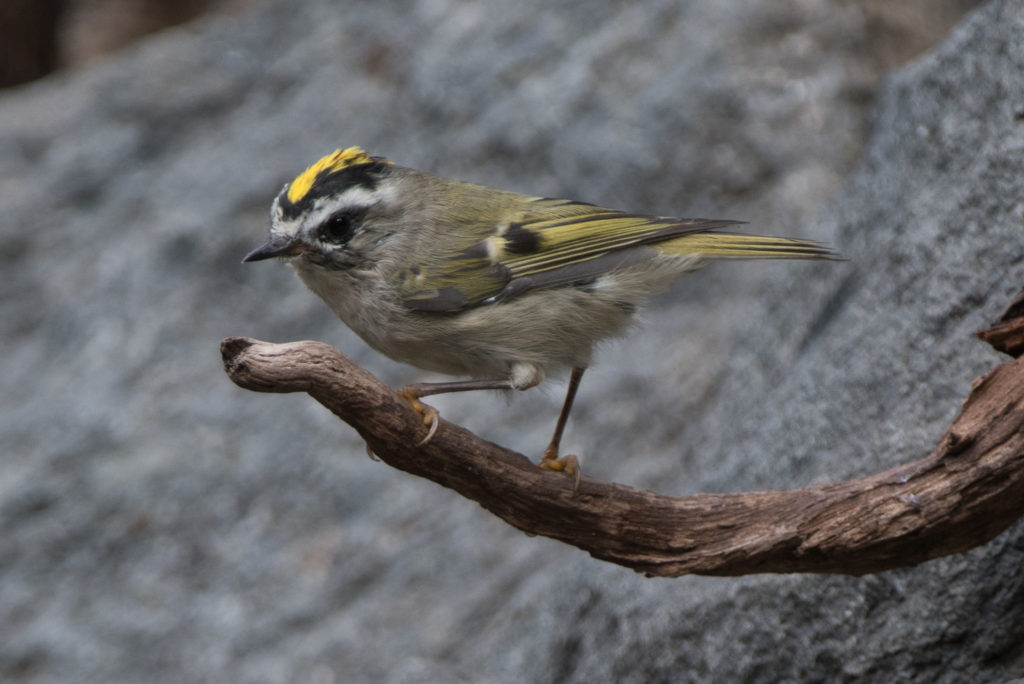 Kinglet, Golden-crowned 20160905-01