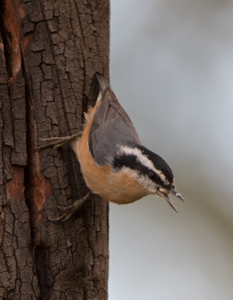 nuthatch-red-breasted-20160910-03