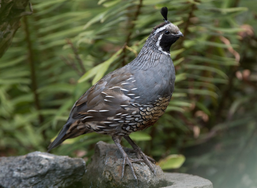 quail-california-20160910-03