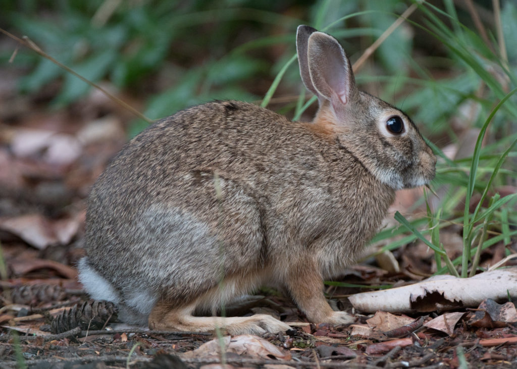 Rabbit, Cottontail 20160905-01