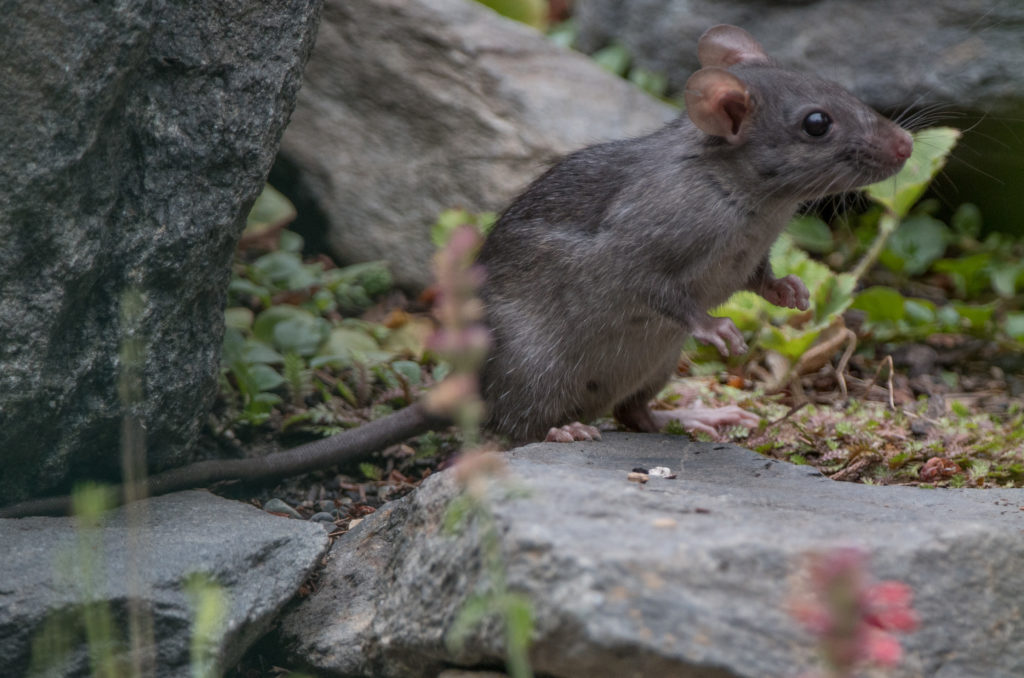 Rat, Norwegian 20160905-04