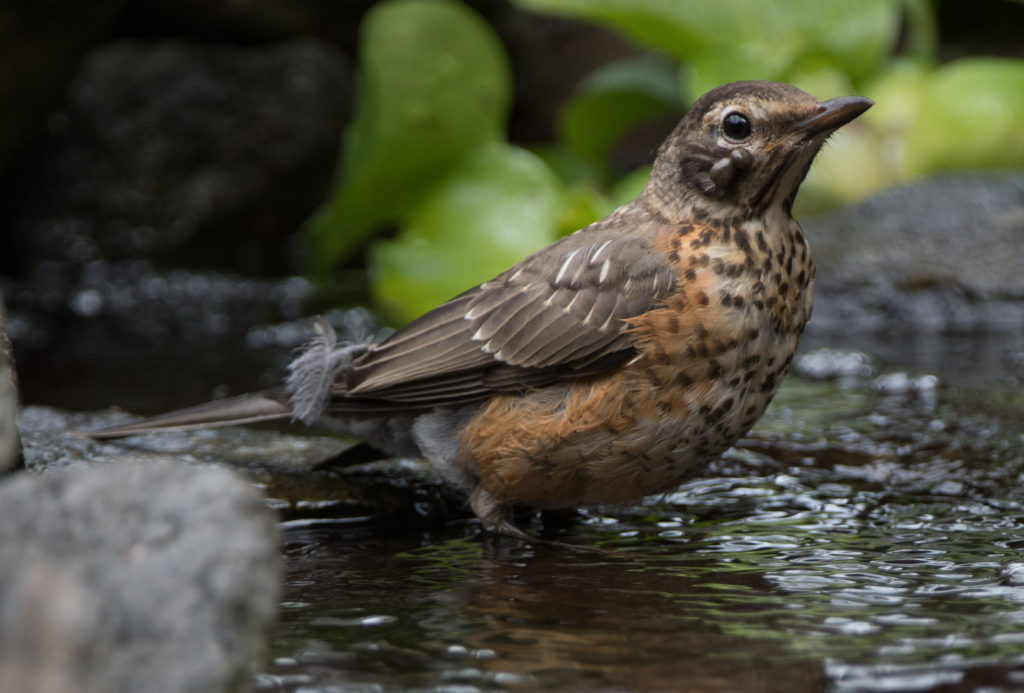 robin-american-20160910-04