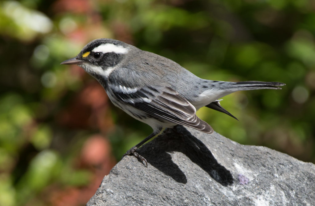 Warbler, Black-throated Gray 20160902-25
