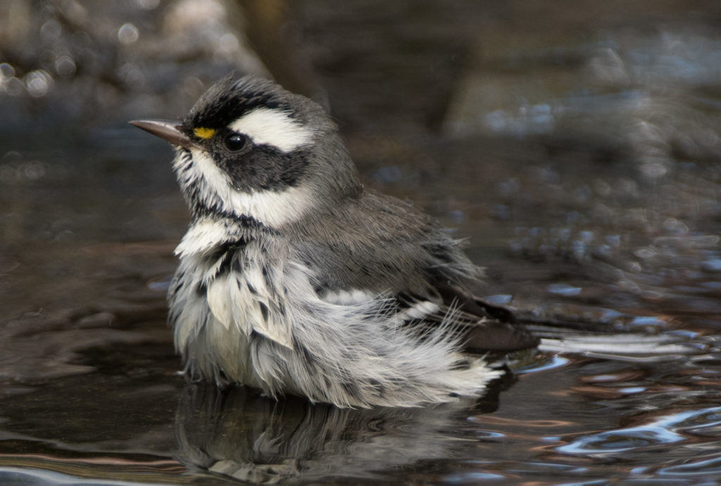 Warbler, Black-throated Gray 20160902-38