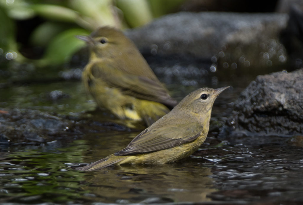 Warbler, Orange-crowned 20160902-05