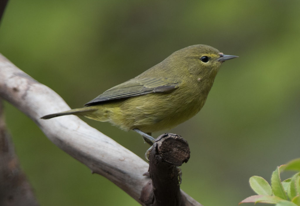 Warbler, Orange-crowned 20160905-03