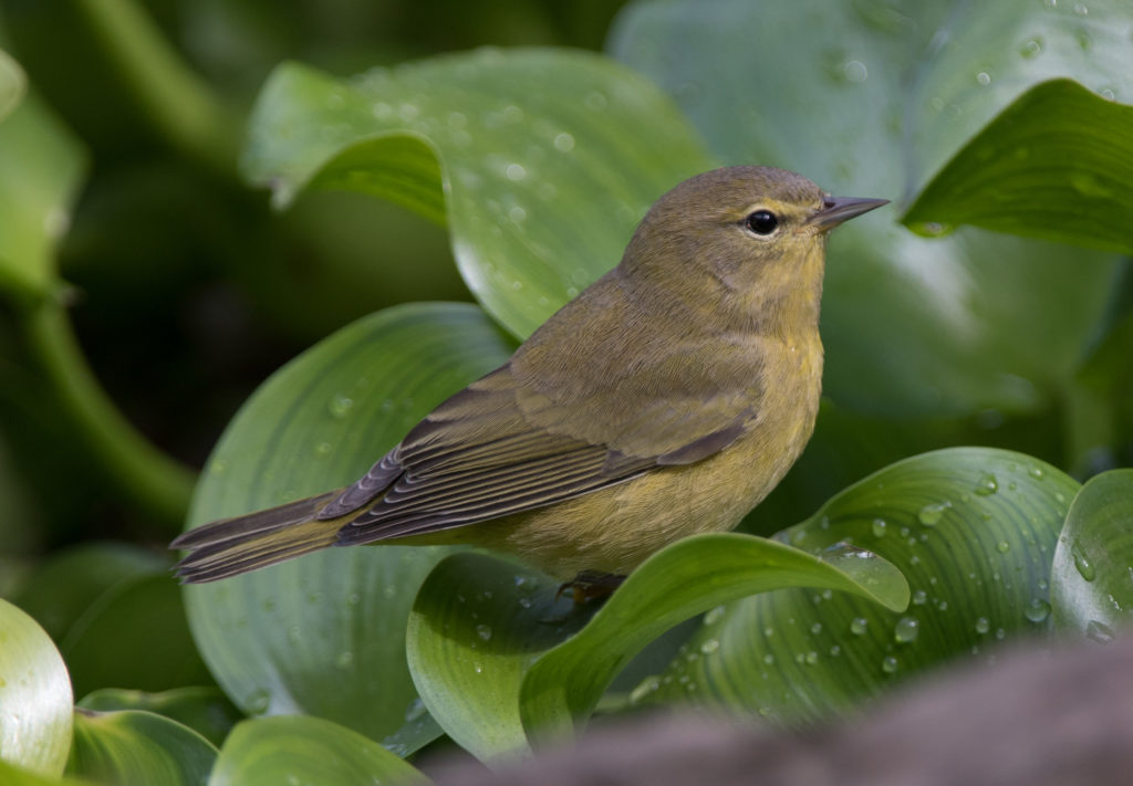 warbler-orange-crowned-20160910-18