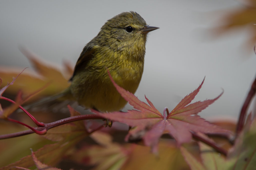 warbler-orange-crowned-20160910-34