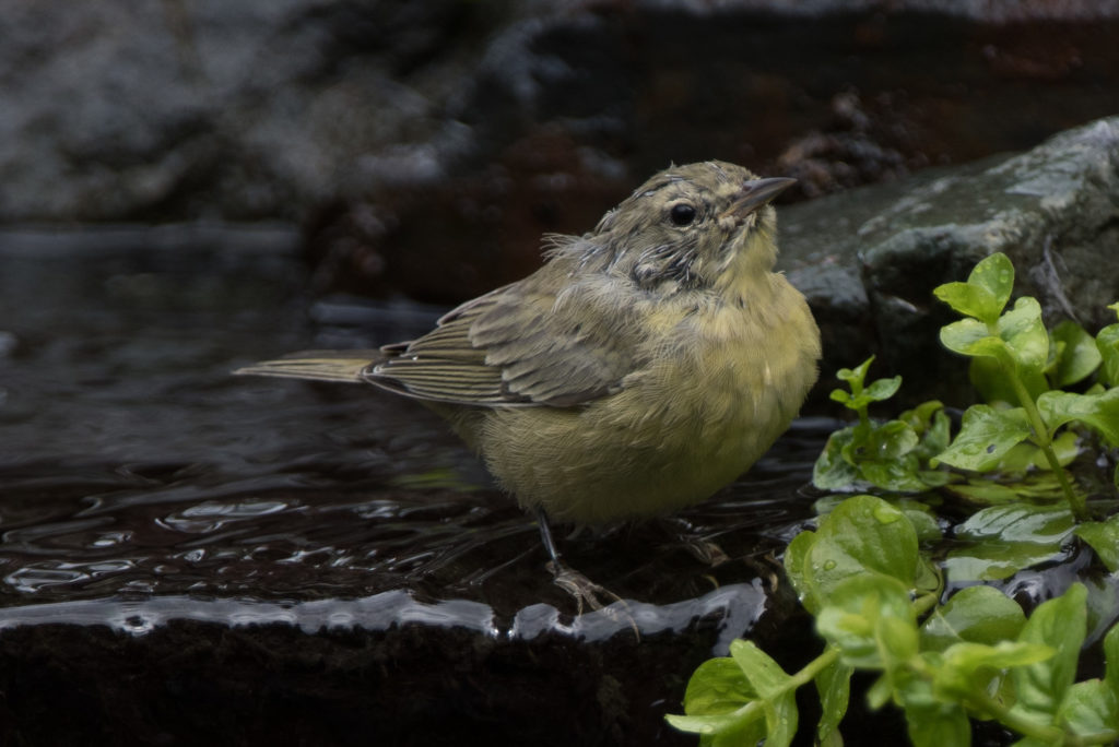 warbler-orange-crowned-20160910-38