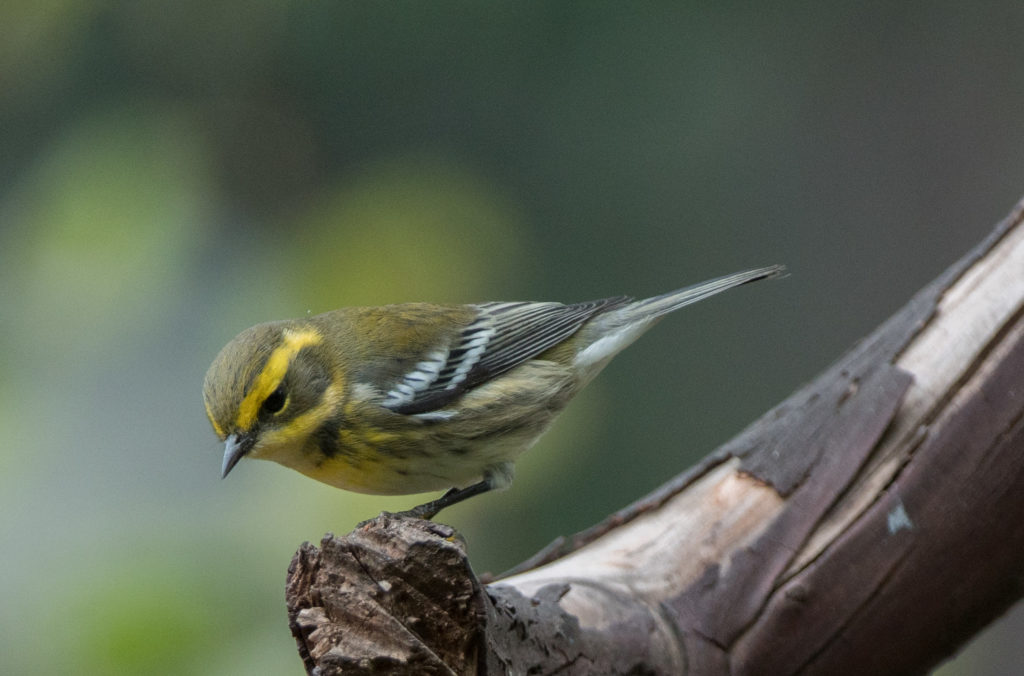 Warbler, Townsend's 20160905-05