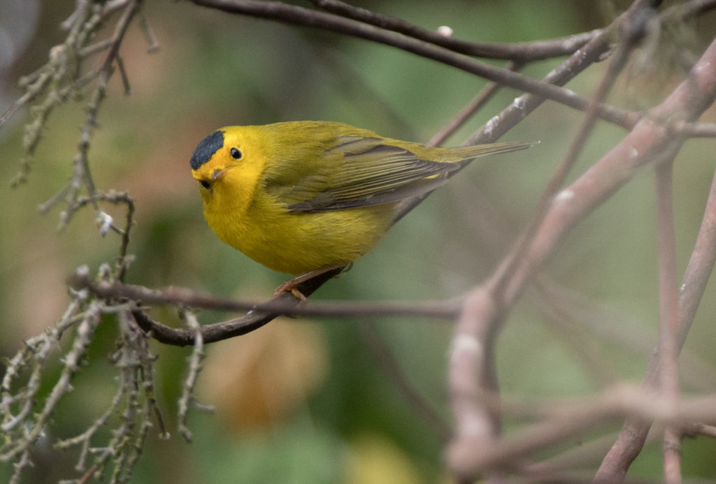 Warbler, Wilson's 20160905-06