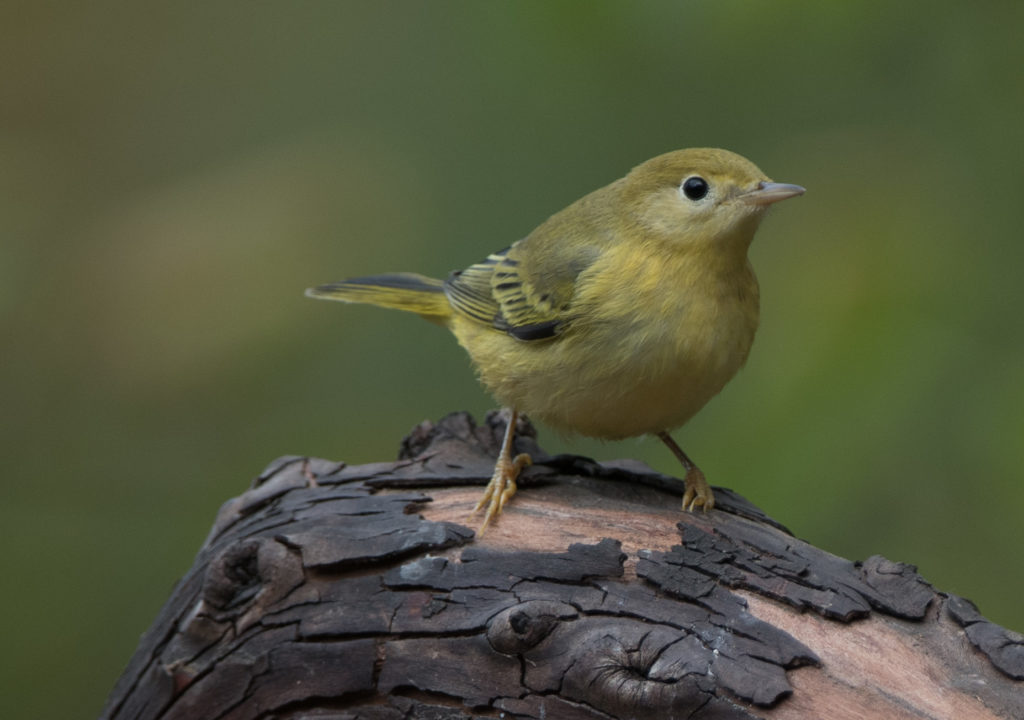 Warbler, Yellow 20160905-01