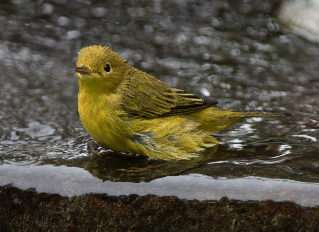 Warbler, Yellow 20160905-55