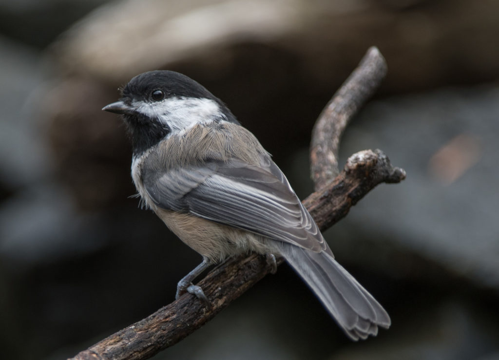 chickadee-black-capped-20161005-01