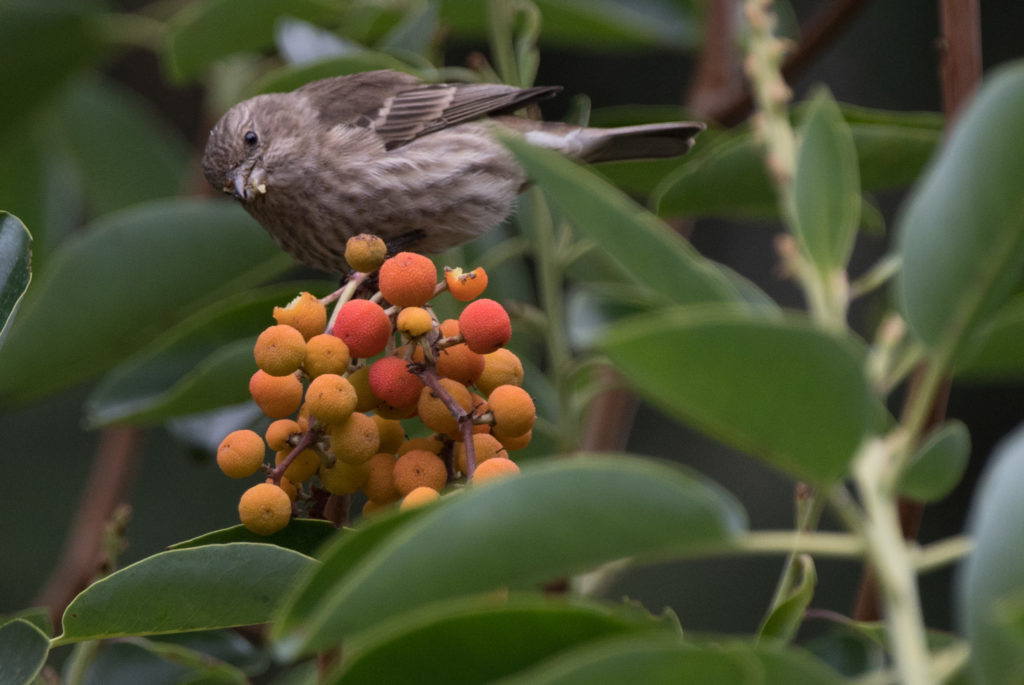 finch-house-20161016-07