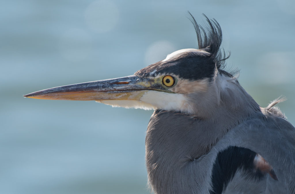 heron-great-blue-20161010-01