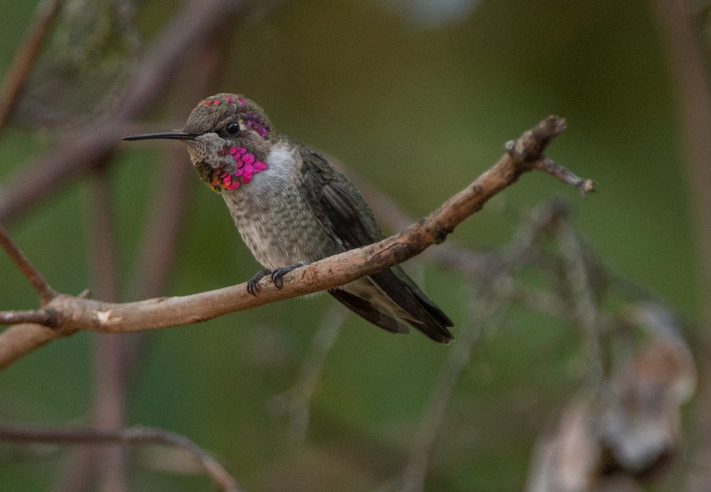 hummingbird-annas-20160921-03