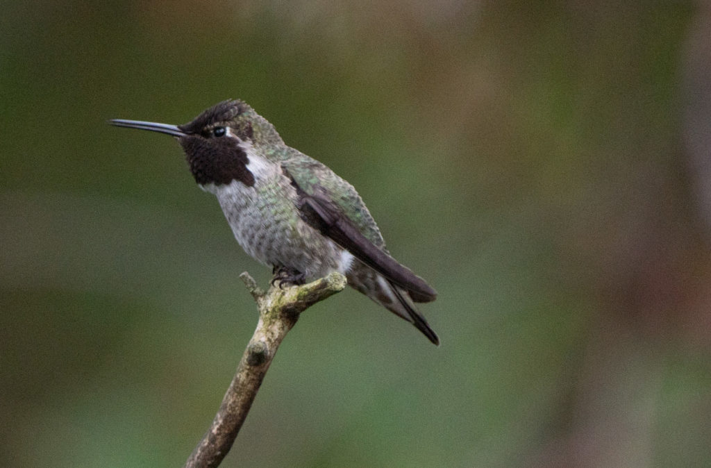 hummingbird-annas-20161014-05