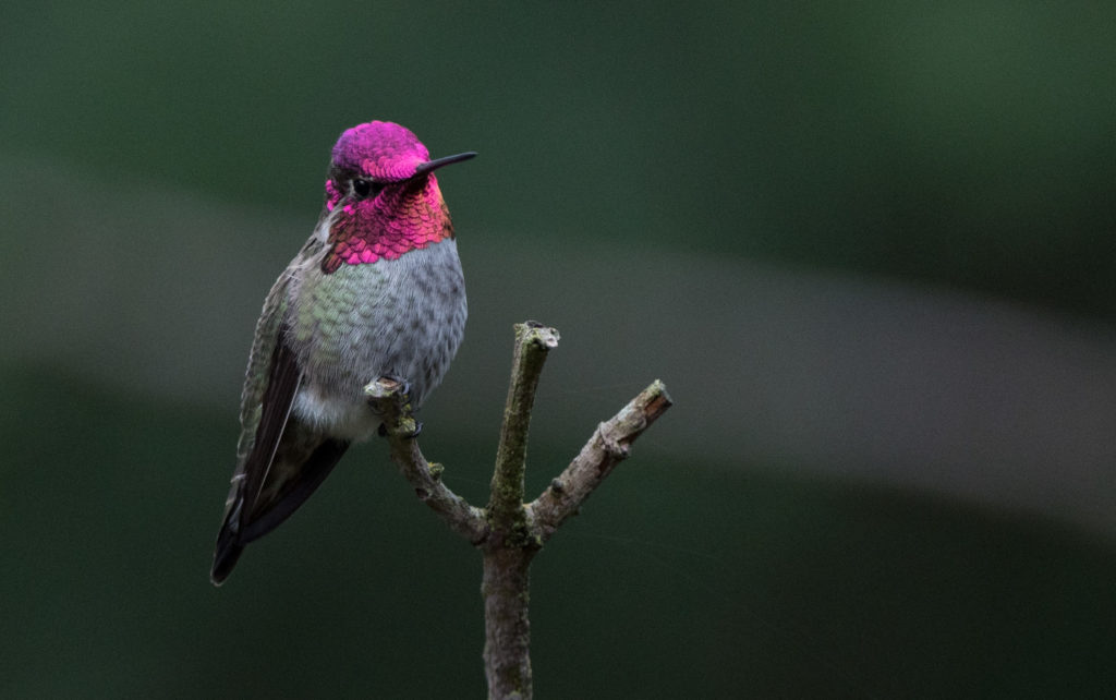hummingbird-annas-20161014-13