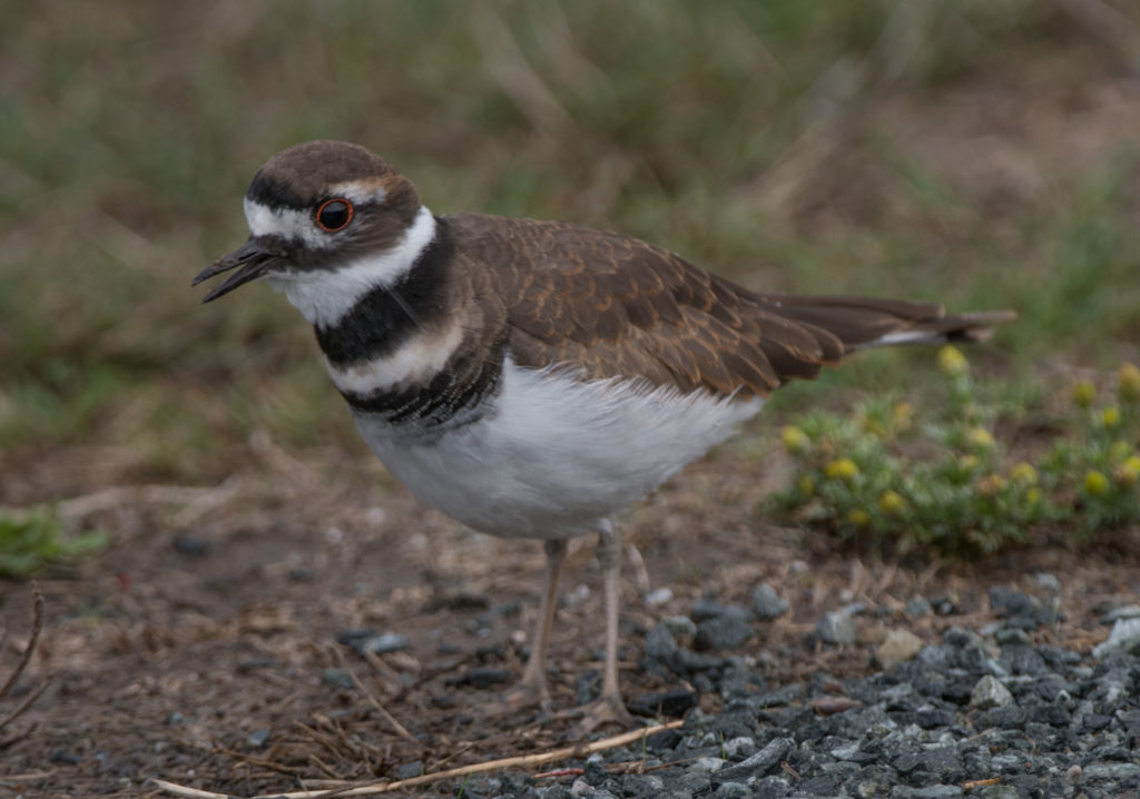 killdeer-20161007-04