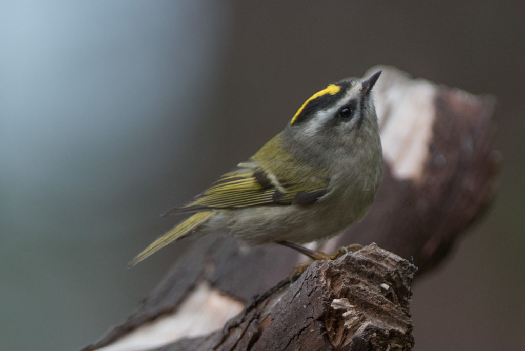 kinglet-golden-crowned-20160923-01