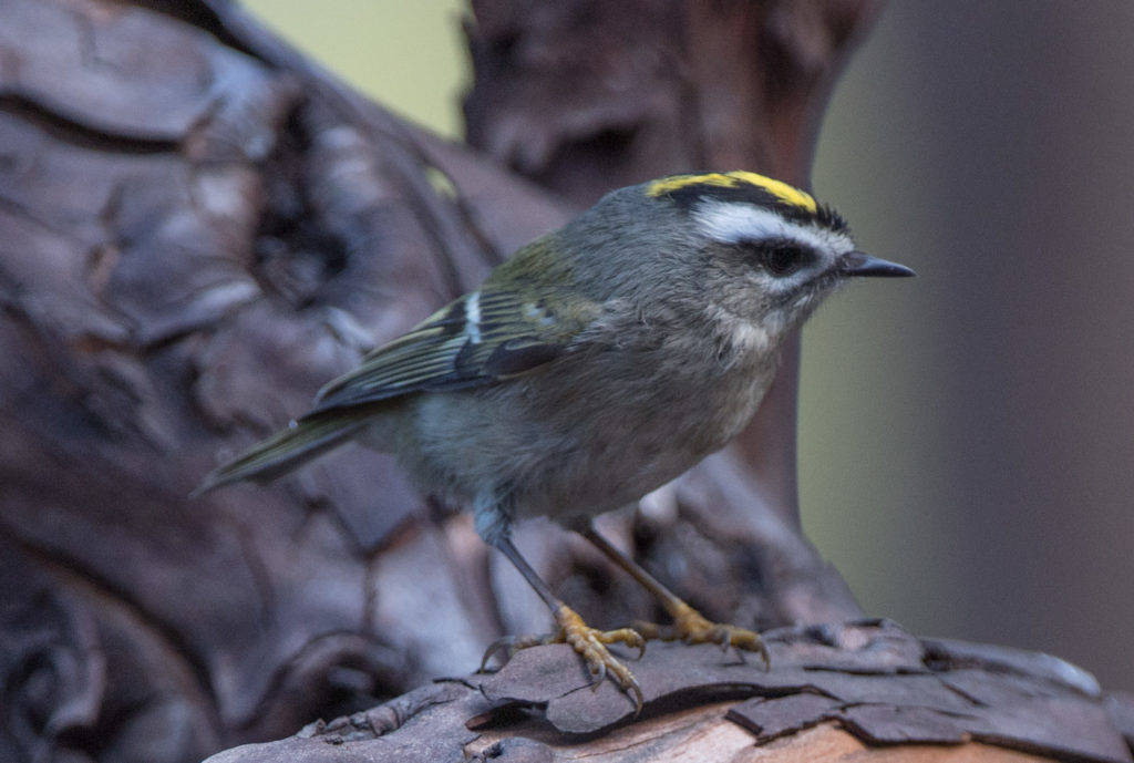 kinglet-golden-crowned-20161003-01