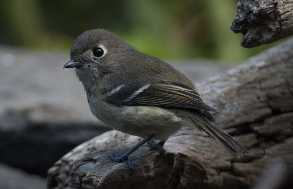 kinglet-ruby-crowned-20161003-21