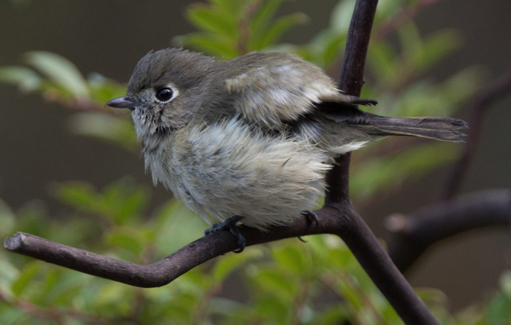 kinglet-ruby-crowned-20161003-25