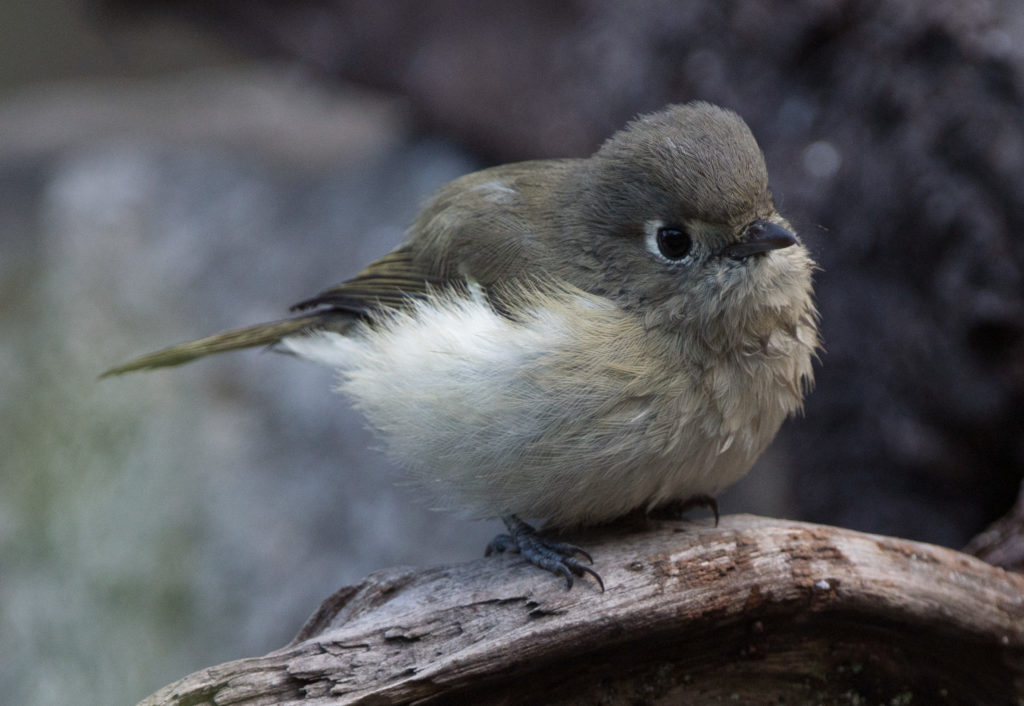 kinglet-ruby-crowned-20161003-36