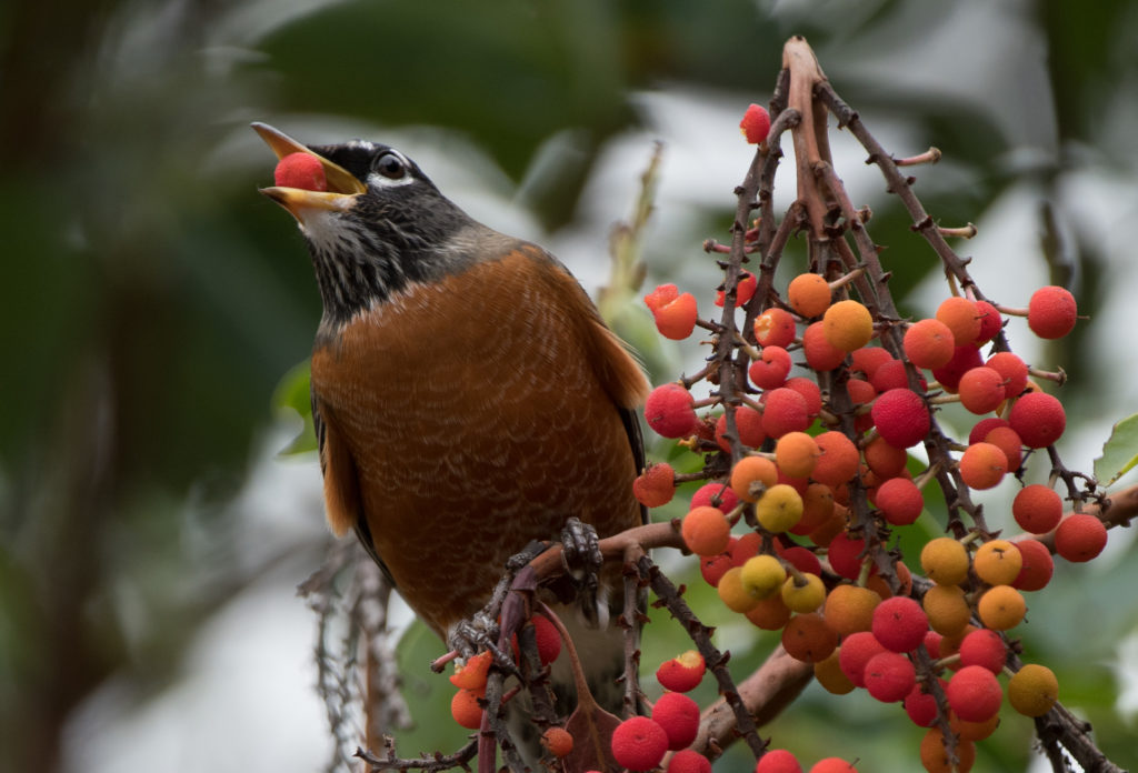 robin-american-with-madrone-berries-20161016-01