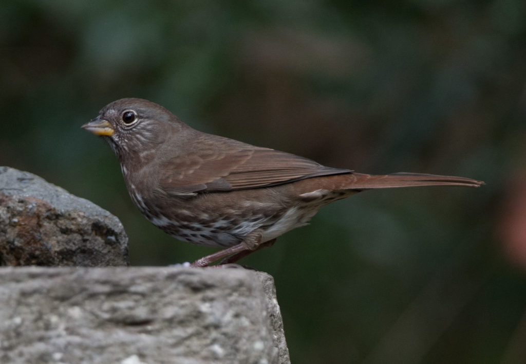 sparrow-fox-20160923-01