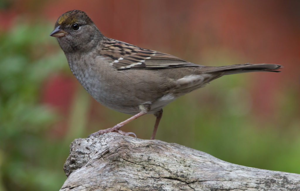 sparrow-golden-crowned-20160923-04