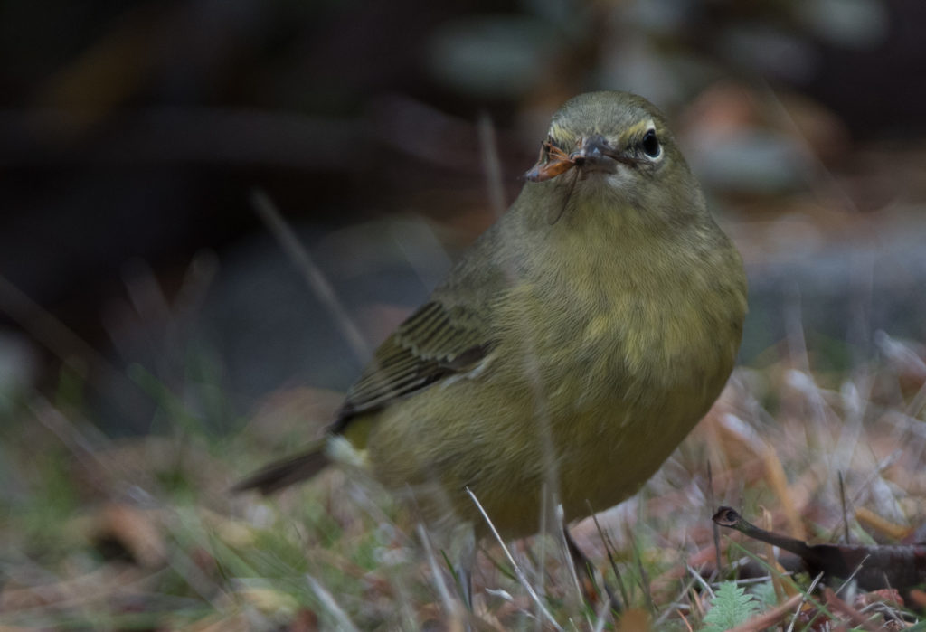 warbler-orange-crowned-20161016-02