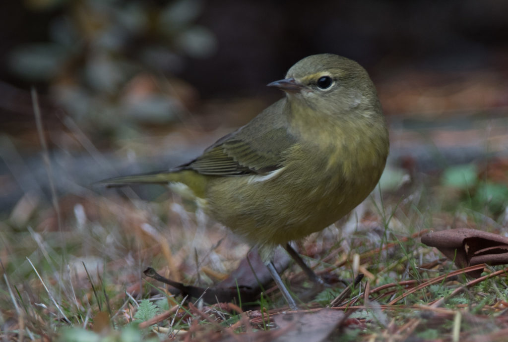 warbler-orange-crowned-20161016-07