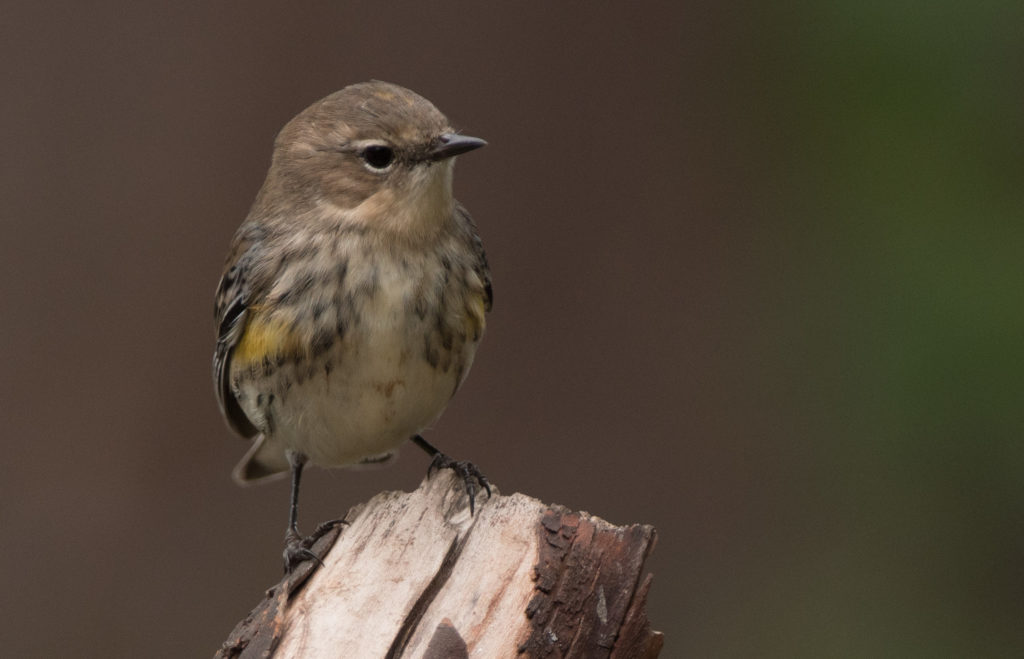 warbler-yellow-rumped-20160923-06