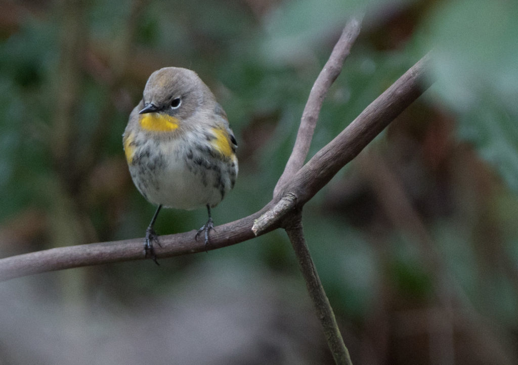 warbler-yellow-rumped-audubons-20161016-03