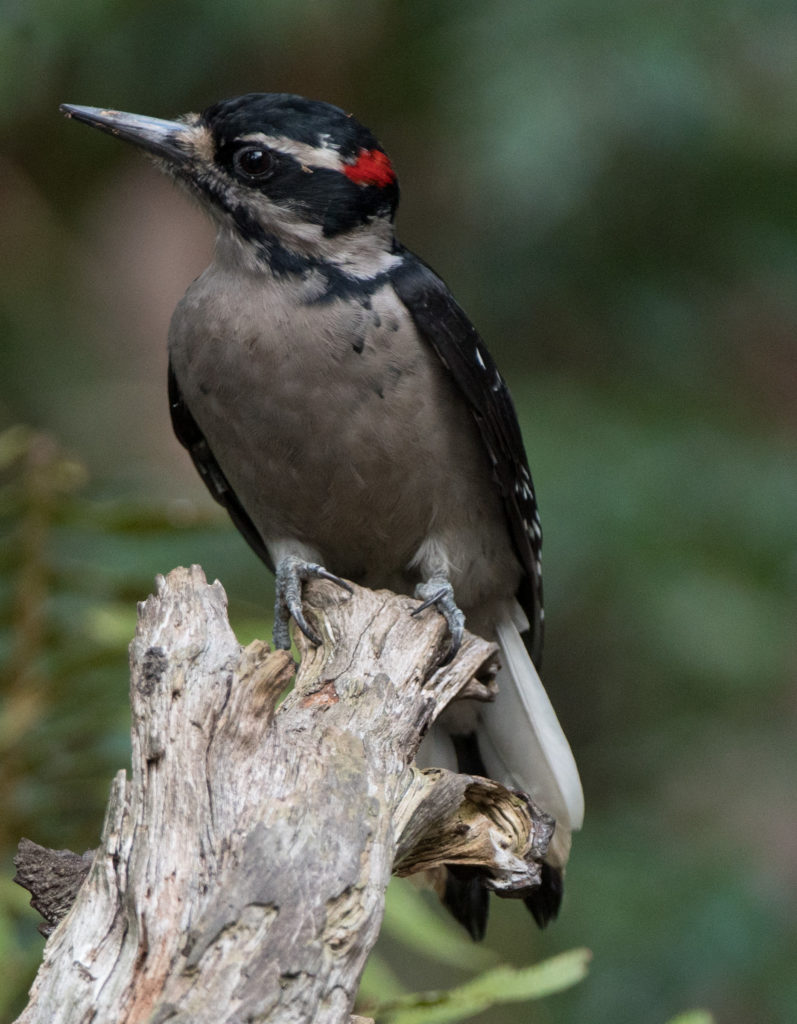 woodpecker-hairy-20160923-02