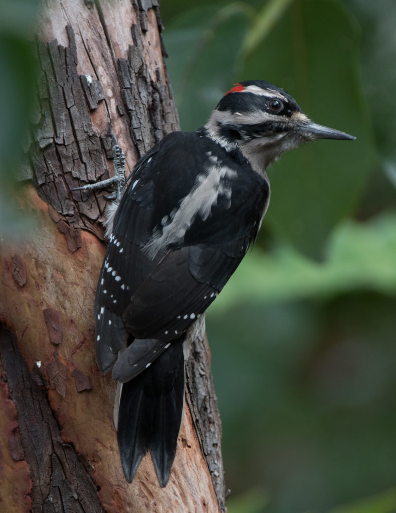 woodpecker-hairy-20161003-03