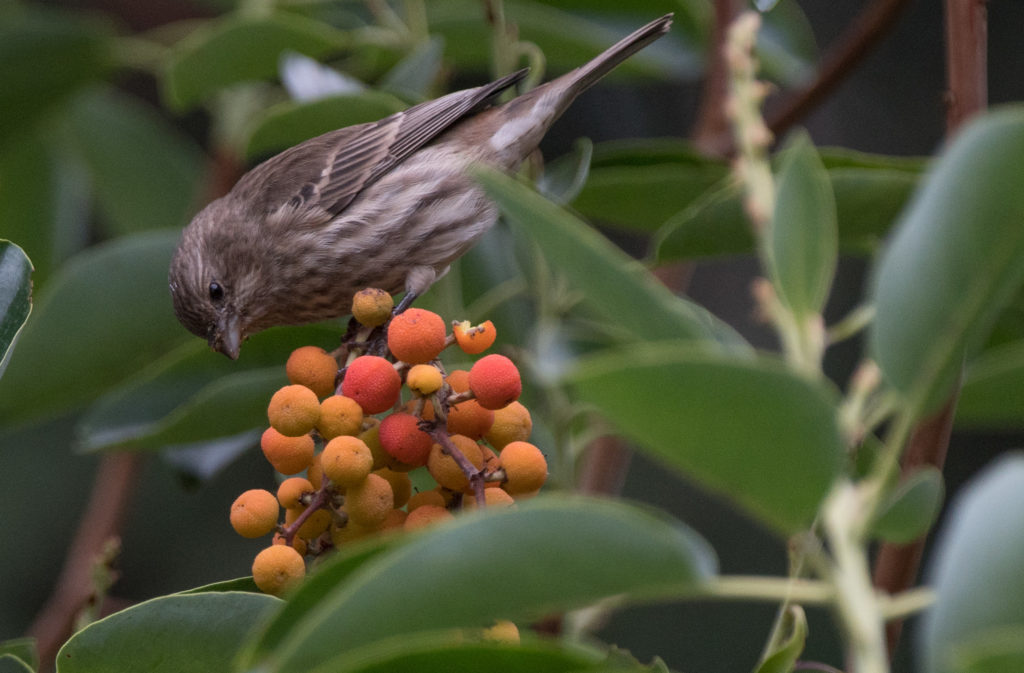 finch-house-20161016-02