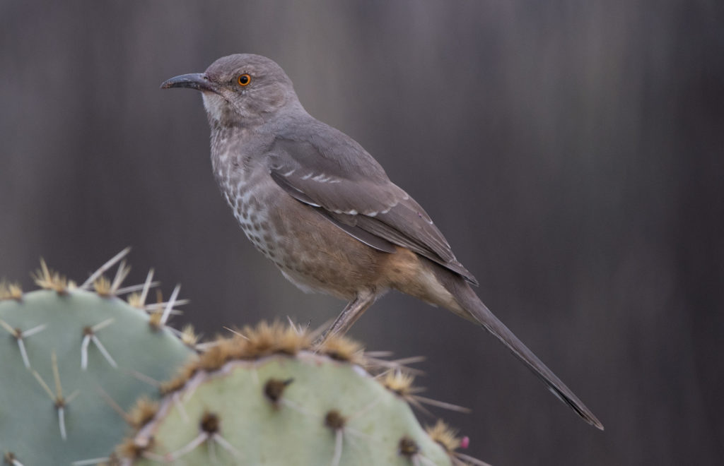 thrasher-curve-billed-20161025-07