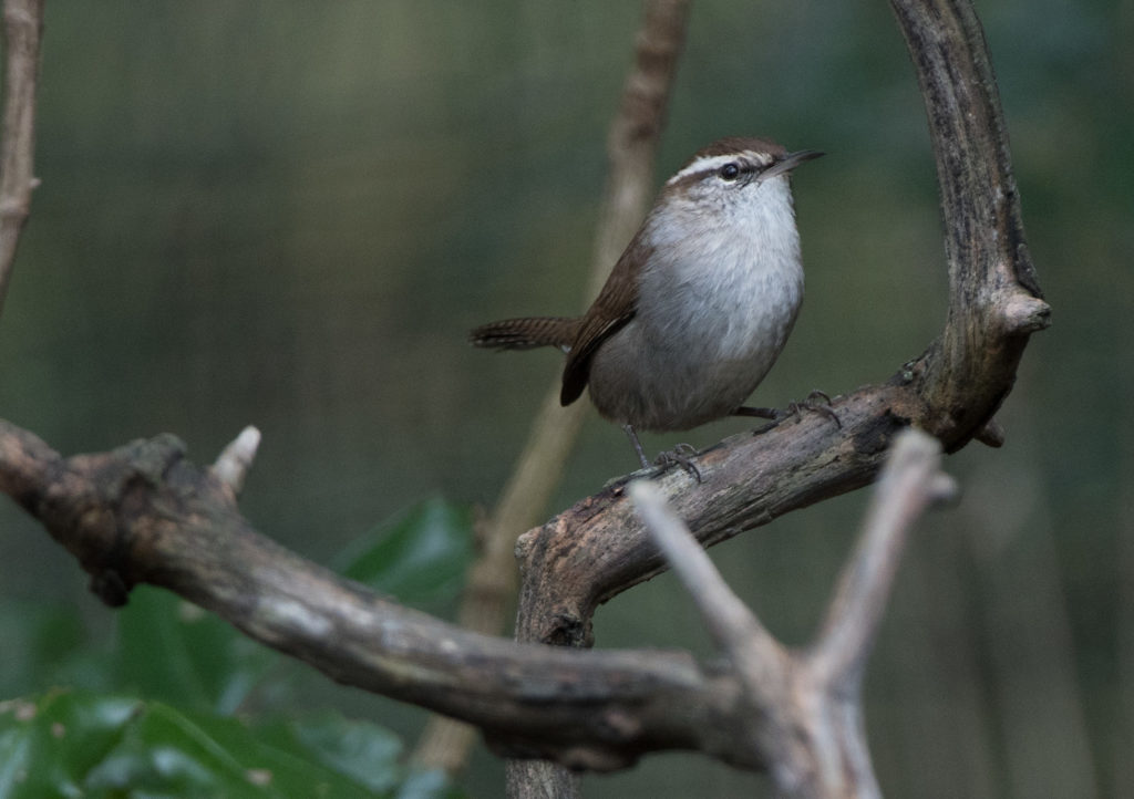 wren-bewicks-20161019-01