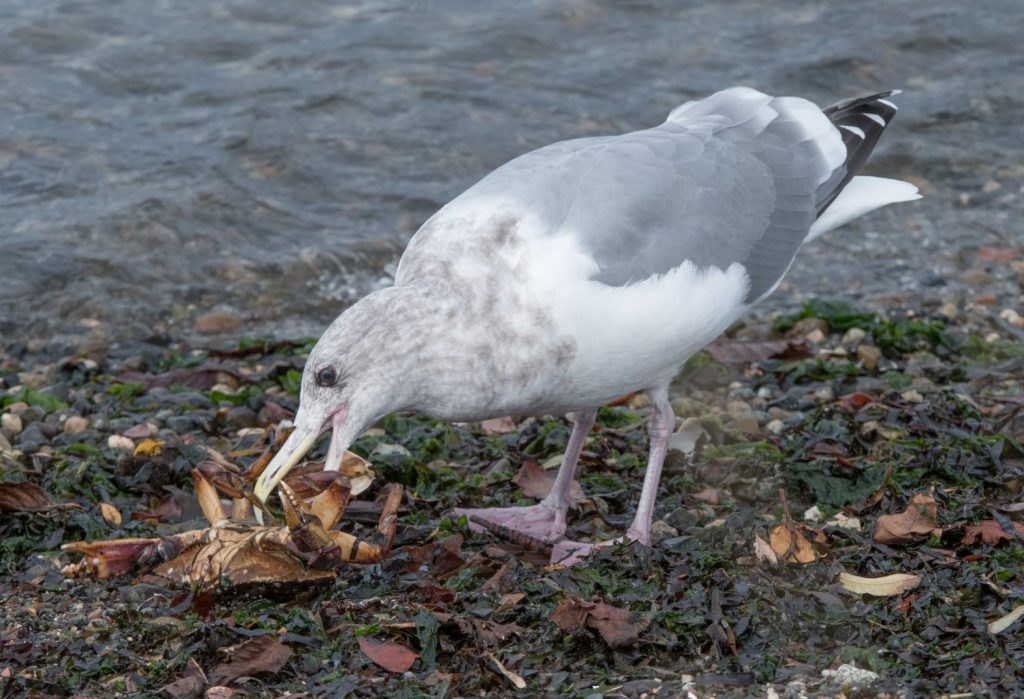 gull-eating-crab-20161020-01