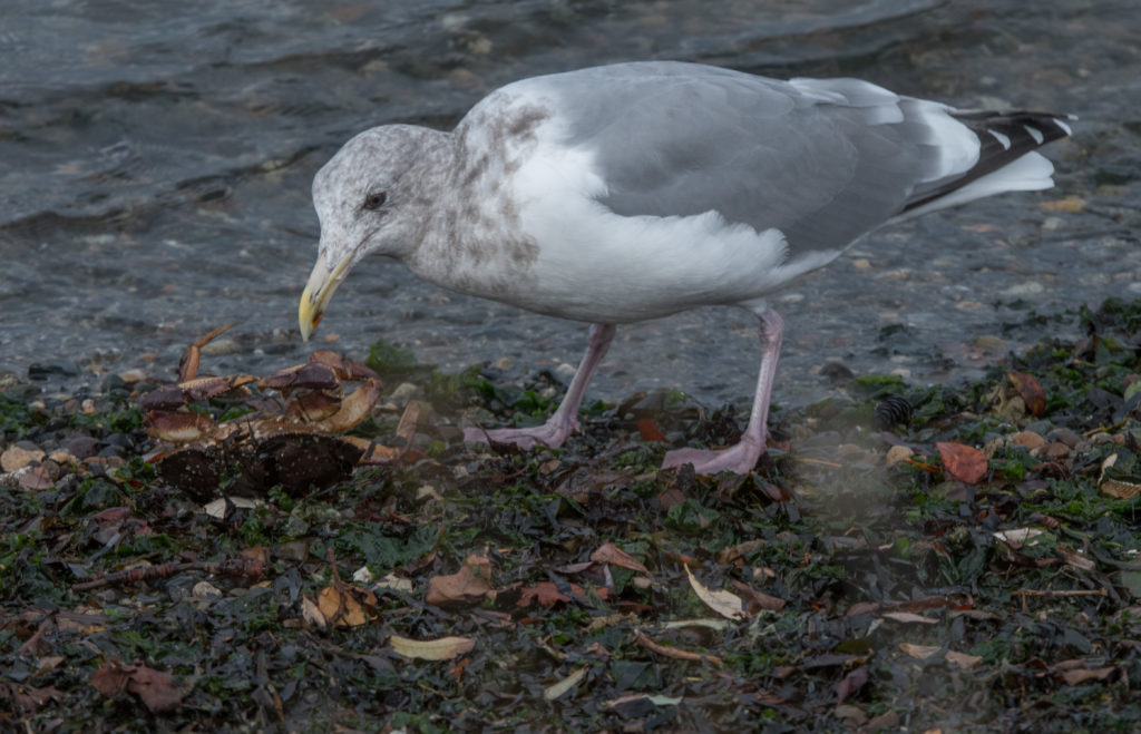 gull-eating-crab-20161020-03