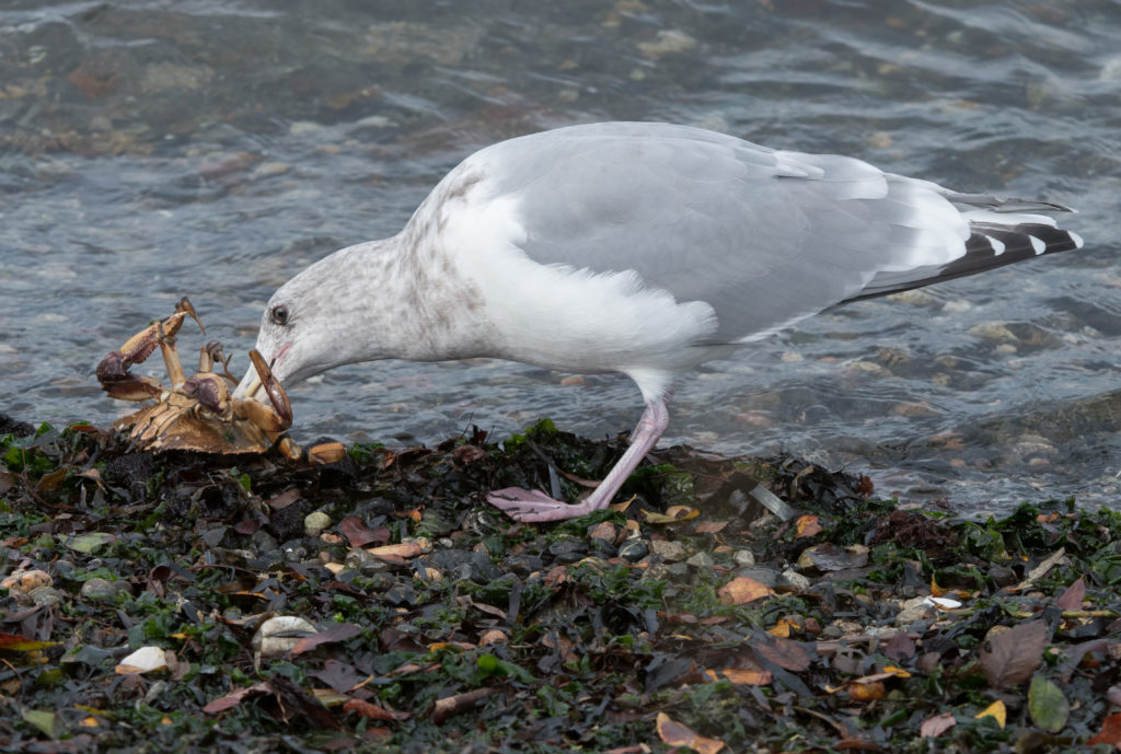 gull-eating-crab-20161020-05