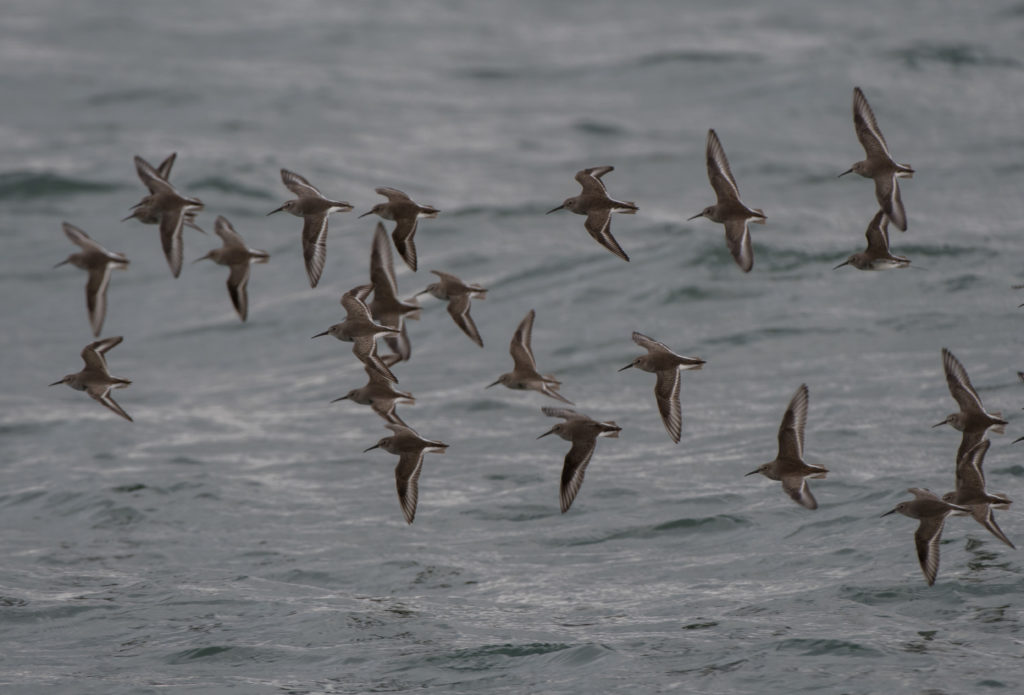 dunlin-20161204-03