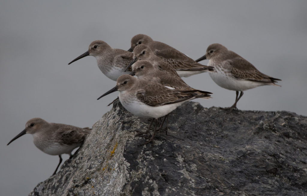 dunlin-20161204-10