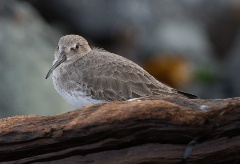 dunlin-20161204-32