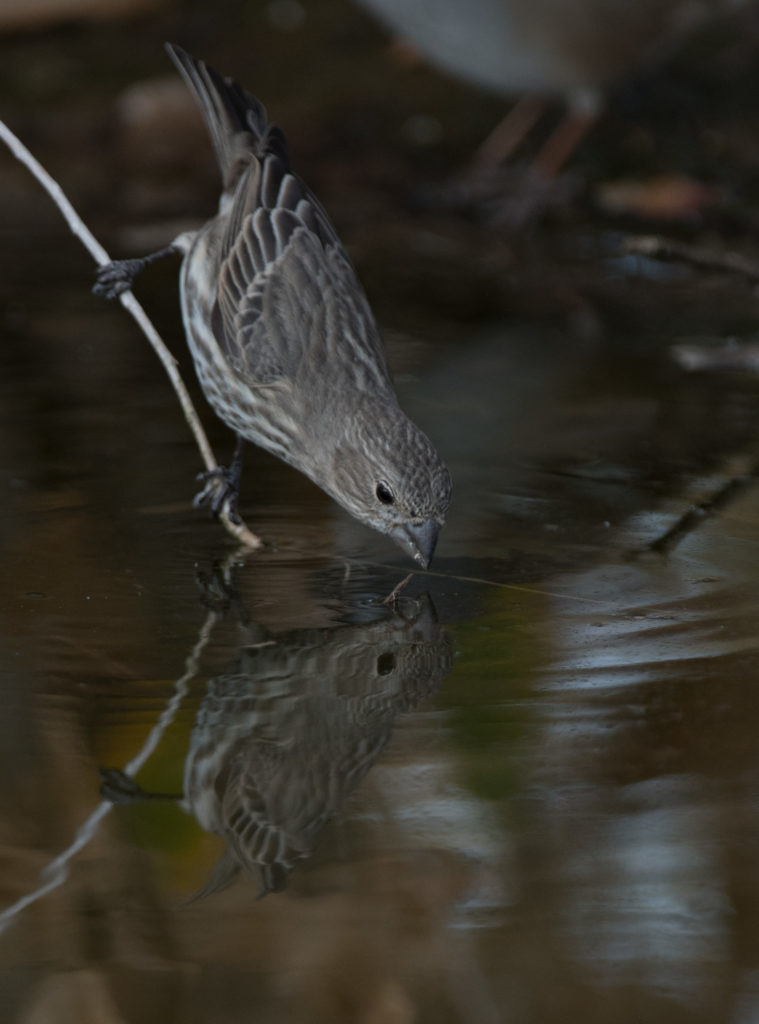 finch-house-20161028-07